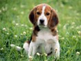 /album/fotogaleria/beagle-love-desktopnexus-com-jpg/